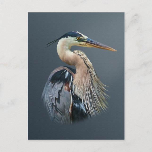 Great Blue Heron Postcard (Front)