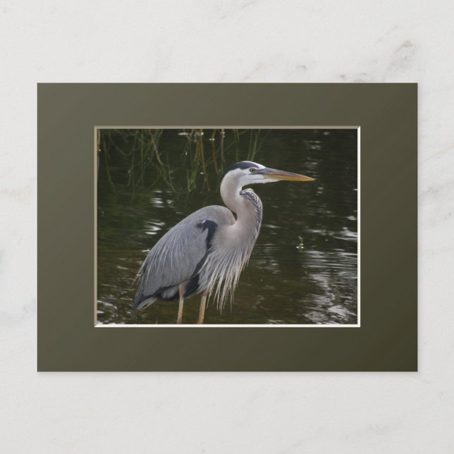 Great Blue Heron Postcard (Front)