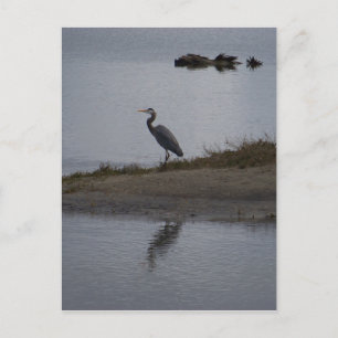 Great Blue Heron Postcard