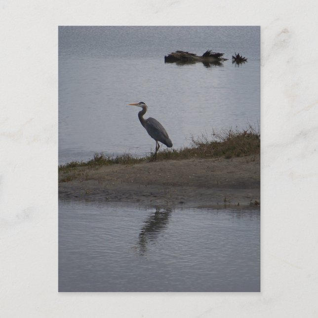 Great Blue Heron Postcard (Front)