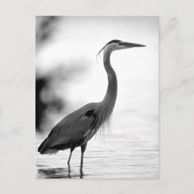 Great Blue Heron Postcard (Front)