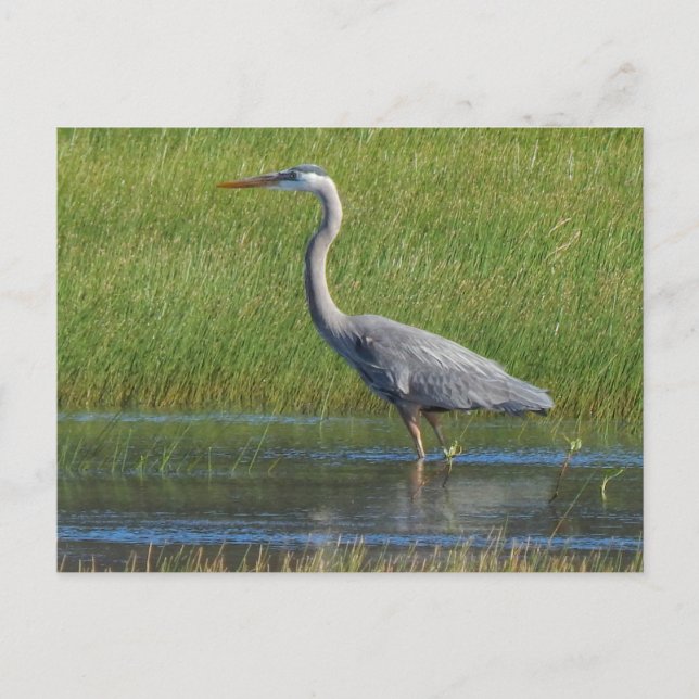 great blue heron postcard (Front)