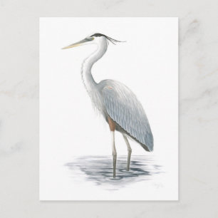 Great Blue Heron Postcard