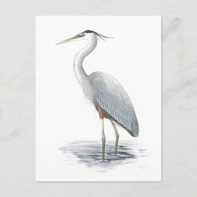 Great Blue Heron Postcard (Front)