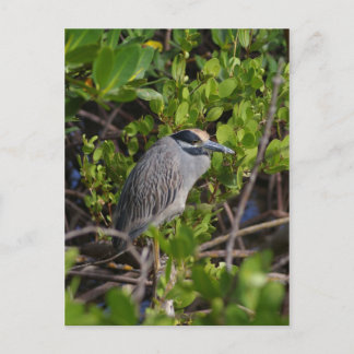 Great Blue Heron Postcard