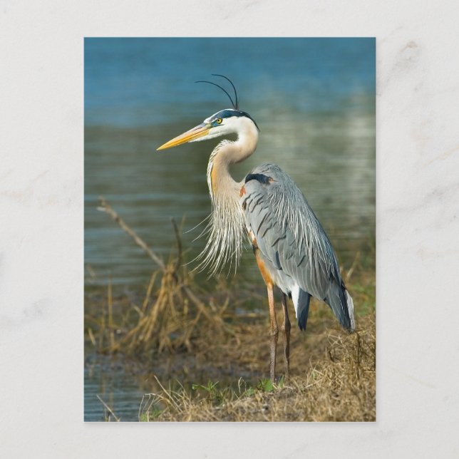 Great Blue Heron Postcard (Front)