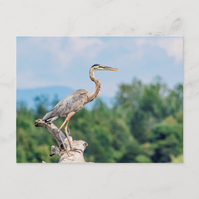 Great Blue Heron Postcard (Front)