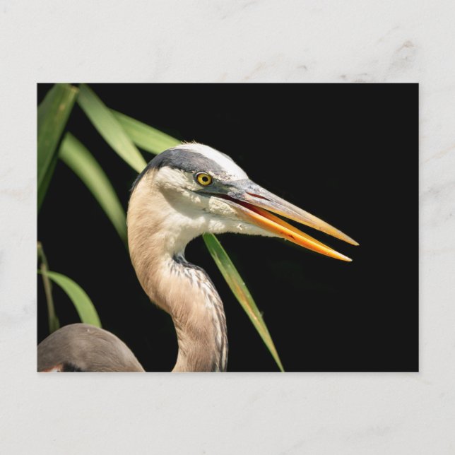 Great Blue Heron Postcard (Front)