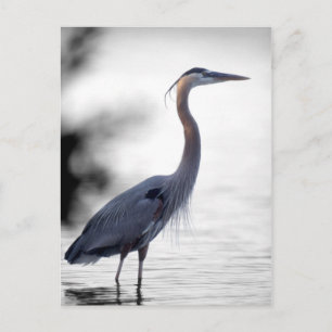 Great Blue Heron Postcard