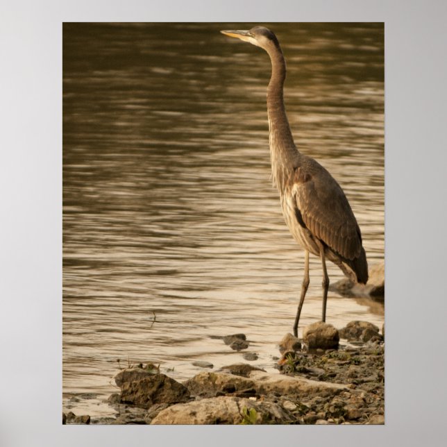 Great Blue Heron Poster (Front)
