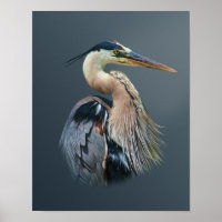 Great Blue Heron