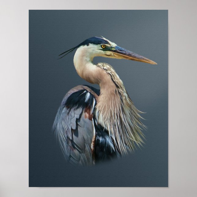 Great Blue Heron Poster (Front)