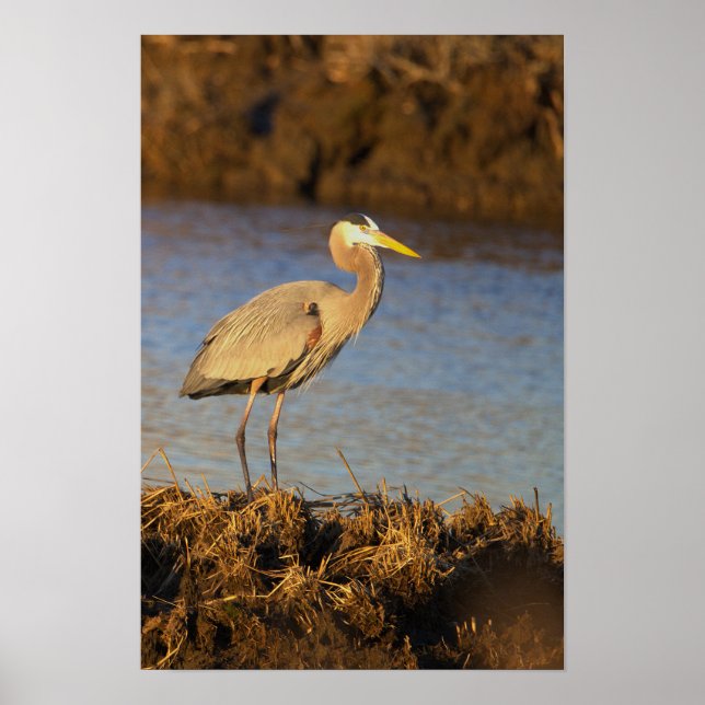 Great Blue Heron Poster (Front)