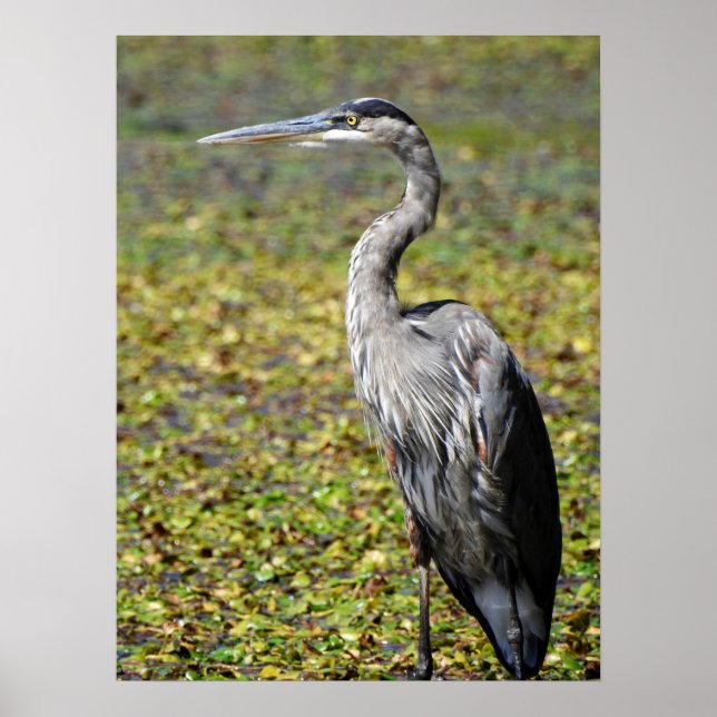 Great Blue Heron Poster (Front)