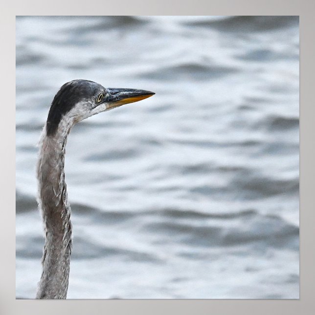 Great Blue Heron Poster (Front)
