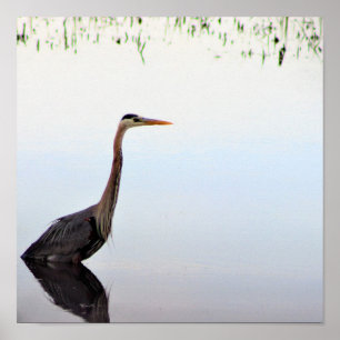 Great Blue Heron  Poster