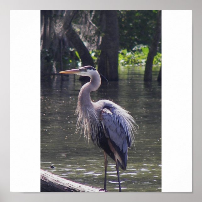 Great Blue Heron Poster (Front)