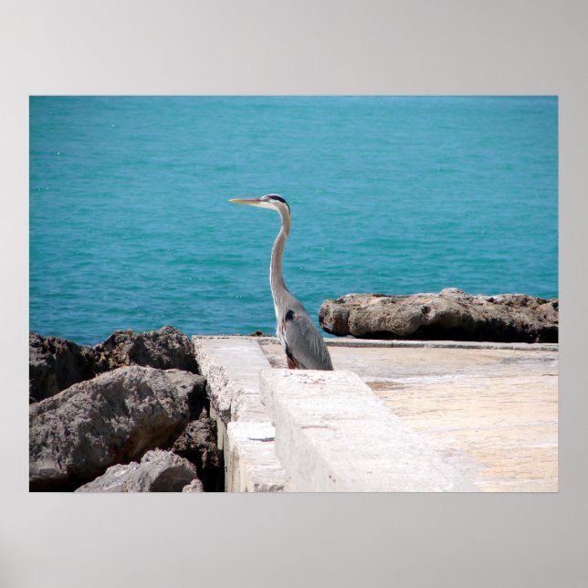 Great Blue Heron Poster (Front)