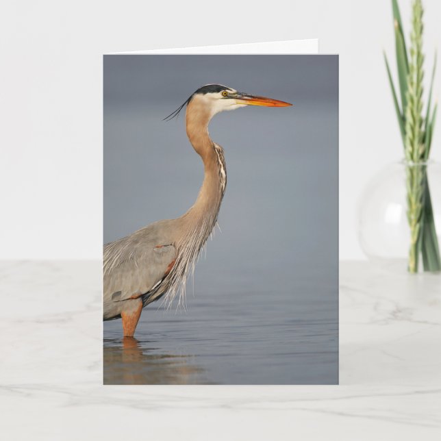Great Blue Heron Profile Greeting Card (Front)
