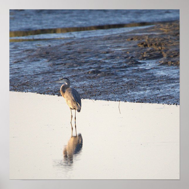 Great Blue Heron Reflection Poster (Front)