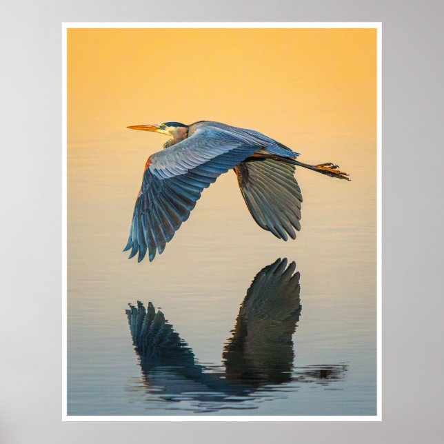Great Blue Heron Reflection Wildlife Bird Photo Poster (Front)