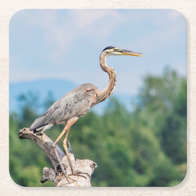 Great Blue Heron Square Paper Coaster (Front)