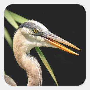 Great Blue Heron Square Sticker