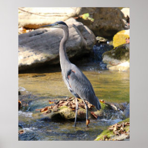 Great Blue Heron standing in creek photo Poster