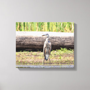 Great Blue Heron standing in Lake Champlain Canvas Print
