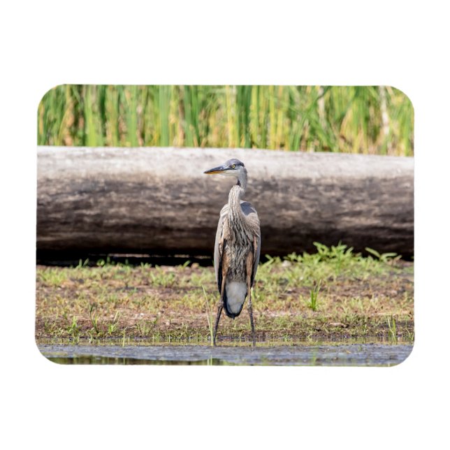 Great Blue Heron standing in Lake Champlain Magnet (Horizontal)