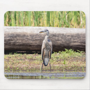Great Blue Heron standing in Lake Champlain Mouse Mat