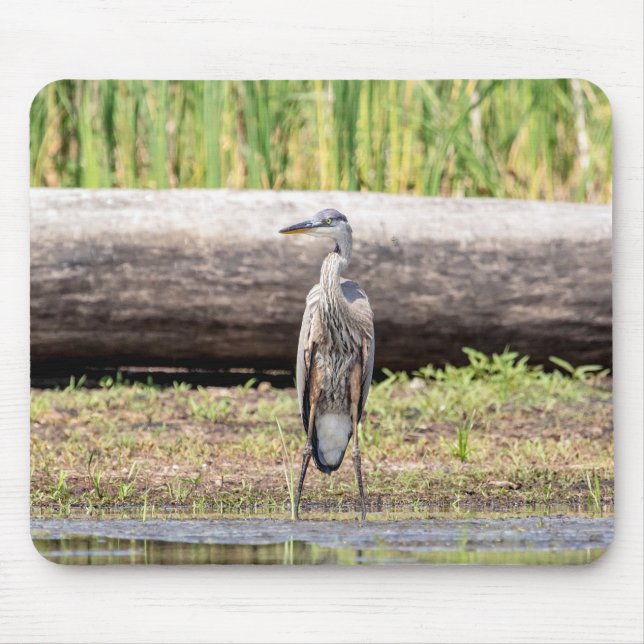Great Blue Heron standing in Lake Champlain Mouse Mat (Front)