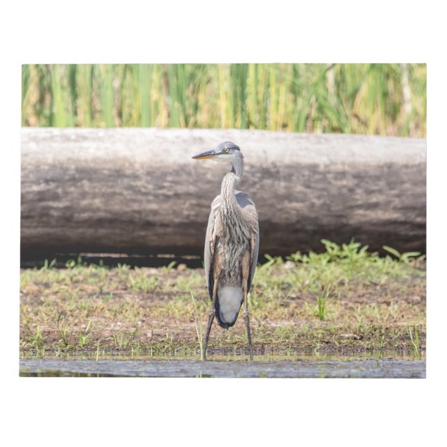 Great Blue Heron standing in Lake Champlain Notepad (Front)