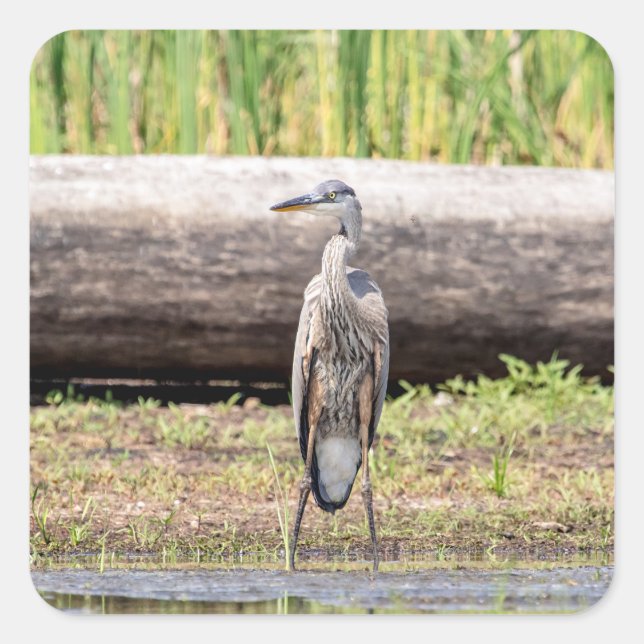 Great Blue Heron standing in Lake Champlain Square Sticker (Front)