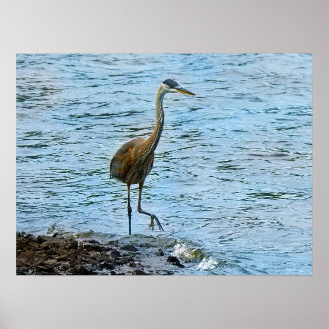 Great Blue Heron Standing in the Water  Poster (Front)