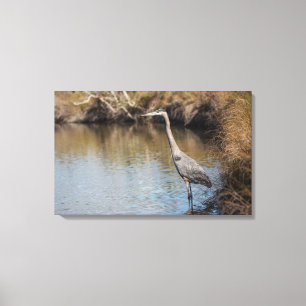 Great Blue Heron Standing in Water Canvas Print