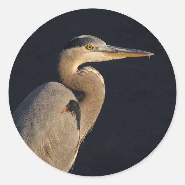 Great Blue Heron Sticker (Front)