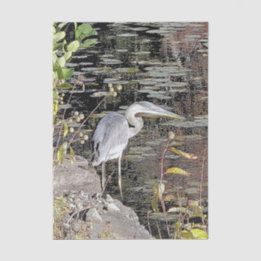 Great Blue Heron Stretched Canvas Print Tissue Paper