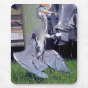 Great Blue Heron sunbathing Mouse Mat