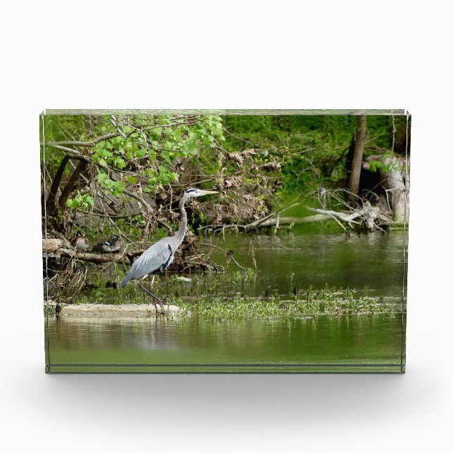 Great Blue Heron Tennessee river wildlife nature  Photo Block (Front)