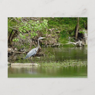 Great Blue Heron Tennessee river wildlife nature  Postcard