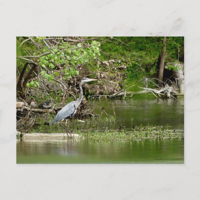 Great Blue Heron Tennessee river wildlife nature  Postcard (Front)