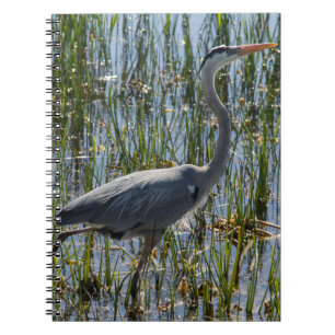 Great Blue Heron Wading Marsh Photo Notebook