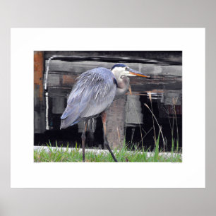 Great Blue Heron Waiting Poster