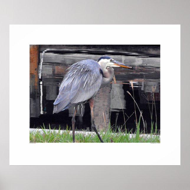 Great Blue Heron Waiting Poster (Front)