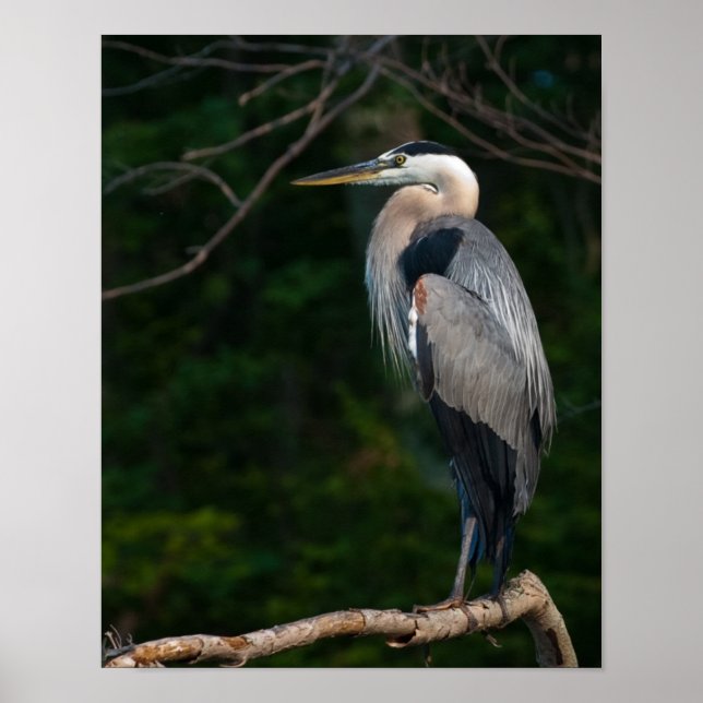 Great Blue Heron Wall Art (Front)