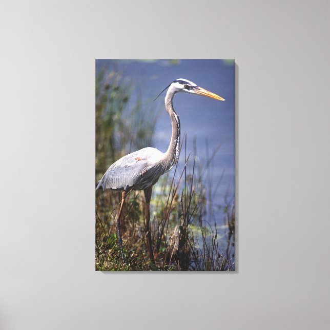 Great Blue Heron water bird Canvas Print (Front)