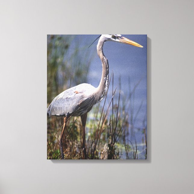Great Blue Heron water bird Canvas Print (Front)