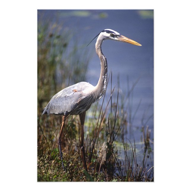Great Blue Heron water bird Photo Print (Front)
