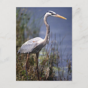 Great Blue Heron water bird Postcard